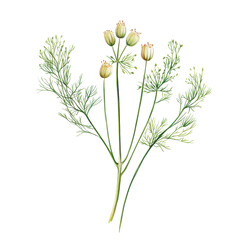 Naklejka premium Detailed botanical illustration of a flowering plant with delicate fronds and round seed pods showcasing nature's beauty