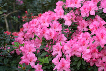 Blooming pink azalias flowers, azalia flowers in a greenhouse