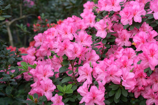 Blooming pink azalias flowers, azalia flowers in a greenhouse