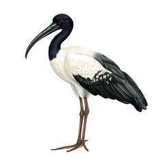 Obraz premium Detailed depiction of a black and white heron standing elegantly in a natural setting under bright sunlight