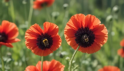 Obraz premium A fuzzy bumblebee hovers near a vibrant red poppy , nature, pollination, bumblebee
