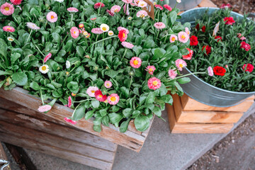 Colorful flowers in wooden planter at outdoor market in spring season