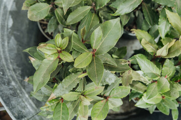 Lush green plants in a garden pot flourishing under natural light