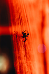 spider on web, red background