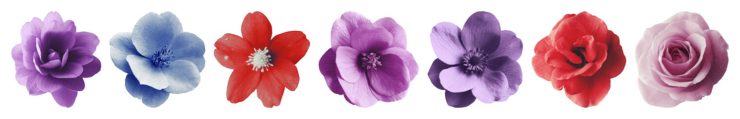 PNG Colorful floral design elements, element set on transparent background