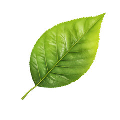 Bright green leaf showcasing intricate texture and vibrant color against a clean white background