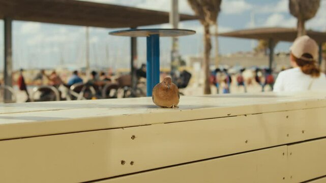 Street scene of Tel Aviv Jaffa in Israel at the Beach side during a sunny day at weekend