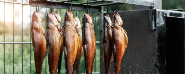 Fresh smoked rainbow trout fish hanging outdoors near smokehouse metal box. Traditional natural...