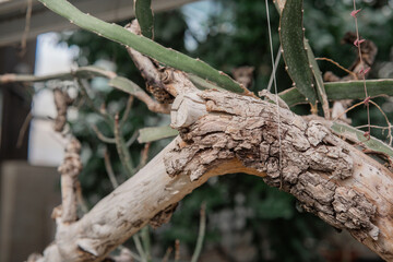 Unique bark texture of a large tree branch in a botanical garden setting