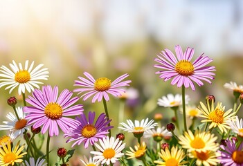 Fototapeta premium Osteospermum flowers in a sunny border.