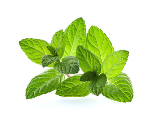 Mint leaves in closeup on white background