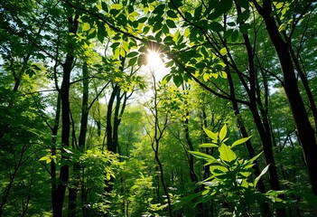 Fototapeta premium Leaves in a forest clearing.