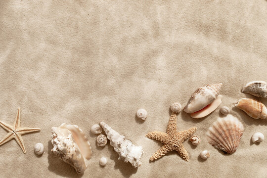 Sandy beach with collections of white and beige seashells and starfish as natural textured background for summer travel and vacation design