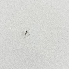 A mosquito sits on a white wall