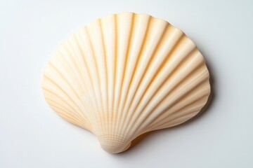 Detailed Seashell with Clear Natural Ridges and Color Gradients on White Background