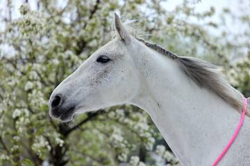 Portrait of a white horse against the background a blossoming apple tree in spring
