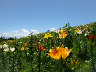 滋賀県のびわこ箱館山ゆり園、高島市のゆり園、びわこ箱館山ゆり園、夏の花畑、滋賀県高島市