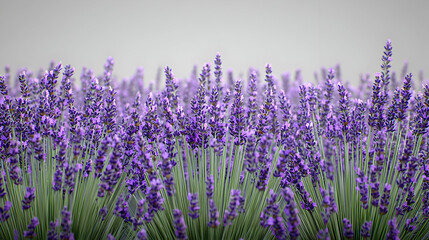 Naklejka premium A field of vibrant purple lavender flowers. Close-up view of numerous lavender spikes against a soft, light gray background. The image conveys a sense of calm and tranquility