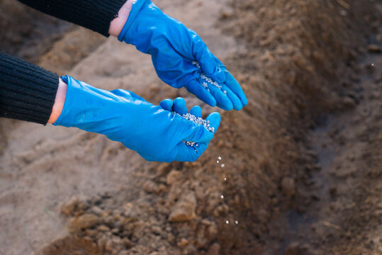 Spreading Fertilizer by Hand for Soil Nourishment