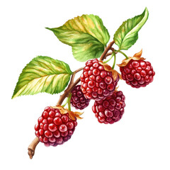 Freshly picked red raspberries on a branch with green leaves showcasing vibrant colors and natural beauty in a studio setting