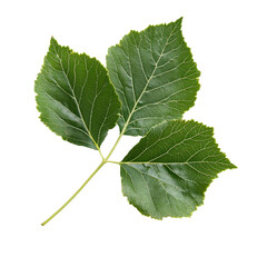 Fototapeta premium Green leaves from a plant showcasing vibrant coloration and fresh textures under natural light in a simple layout