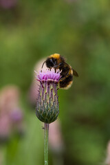 bee on a flower