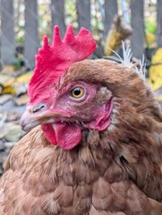 hen from small home farm