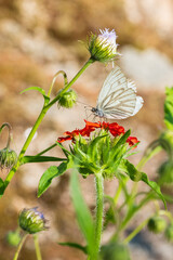 a red flower and a butterfly