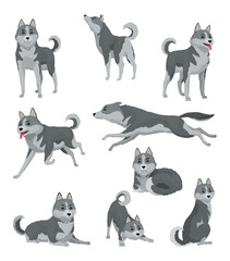 Cute gray wolf in different poses. Cartoon character of dangerous mammalian animal. Vector flat illustration isolated on white background