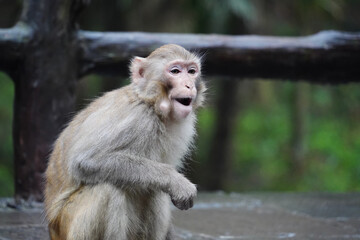 Monkey in Nature – Various Poses and Expressions