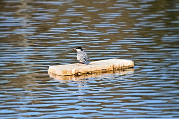 A water bird rests on a forest lake in spring.