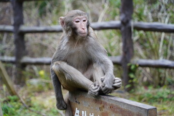 Monkey in Nature – Various Poses and Expressions