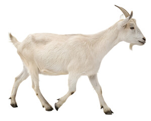 Obraz premium goat walking, isolated on a transparent background