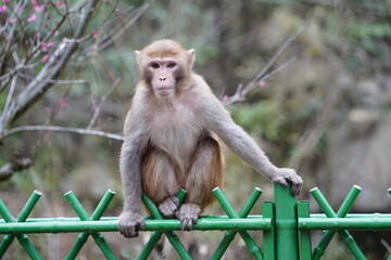 Monkey in Nature – Various Poses and Expressions