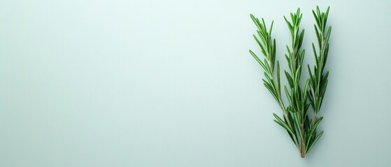 Naklejka premium Rosemary sprigs present freshness, offering aromatic scent against simple backdrop.