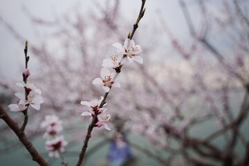 Closeup of Cherry Blossoms on a Branch