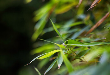 Muro de plantas naturales
