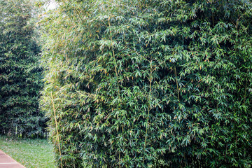 Muro de plantas naturales