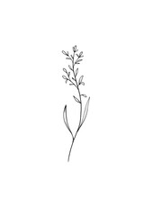 Thin delicate twig of grass with leaves outline drawing hand drawn single isolated white background