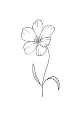 Twig of delicate beautiful flower with leaves outline drawing hand drawn single isolated white background