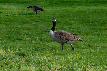 geese on the grass