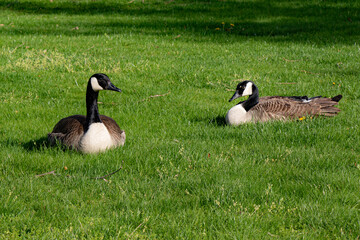 canada goose family