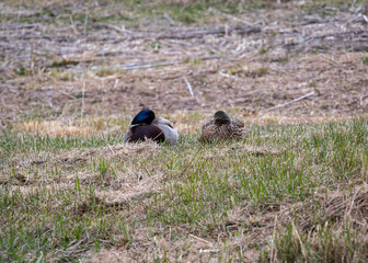 ducks sleeping
