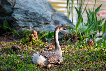 goose in the park