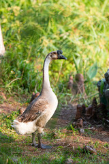 goose in the park