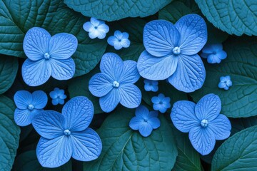 Obraz premium Vibrant blue flowers nestled among deep teal leaves