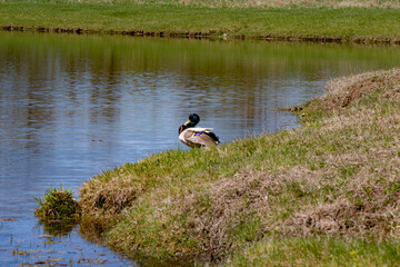 duck cleaning feathers
