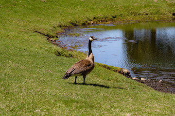 Goose by the pond