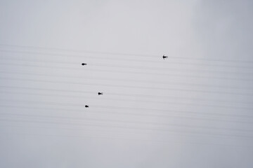 Adventurers Ziplining Overhead Against a Cloudy Sky, Viewed from Below
