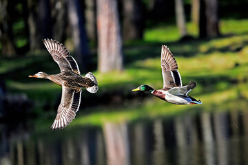 A pair of ducks in flight in spring over a forest lake.